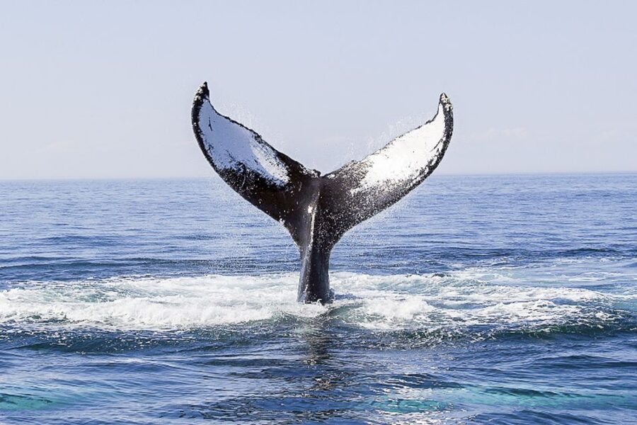 Boston: City Cruises Whale Watching Cruise - Should you book the Boston whale watch?