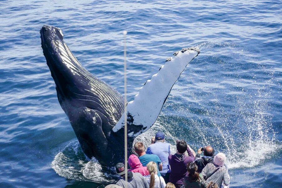 Boston: City Cruises Whale Watching Cruise - From Long Wharf to open Atlantic water