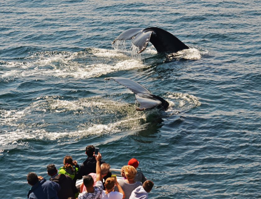 Boston: City Cruises Whale Watching Cruise - The naturalists make the ride more than a search