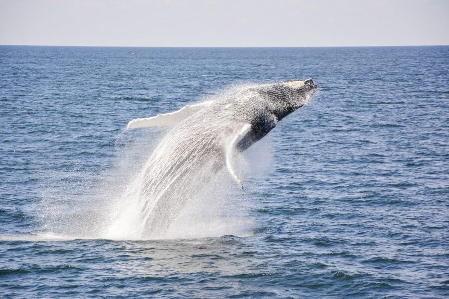 Boston: City Cruises Whale Watching Cruise - Choosing the best place to watch