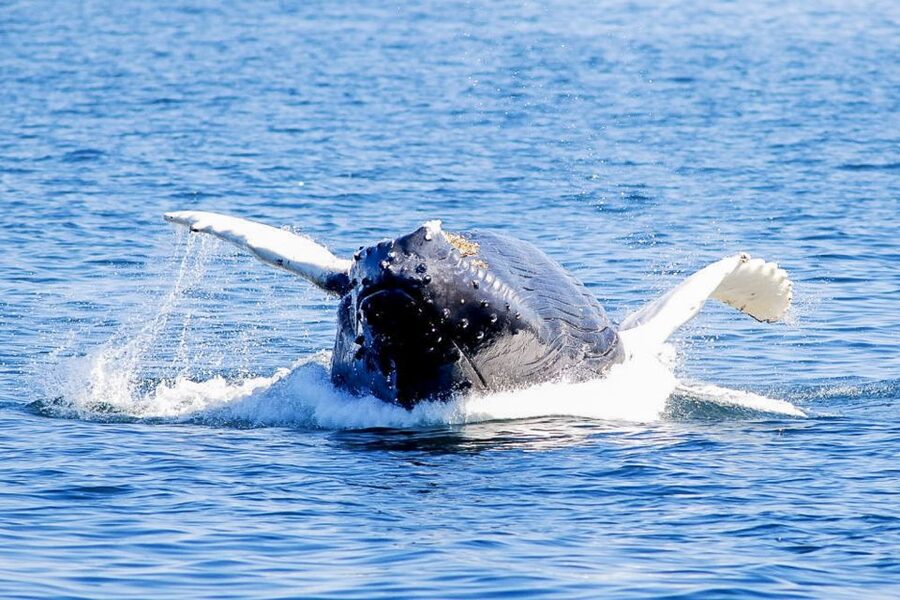 Boston: City Cruises Whale Watching Cruise - Food, clothing, and motion sickness