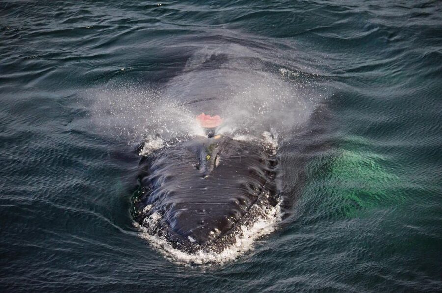 Boston: City Cruises Whale Watching Cruise - Is $85 a fair price?