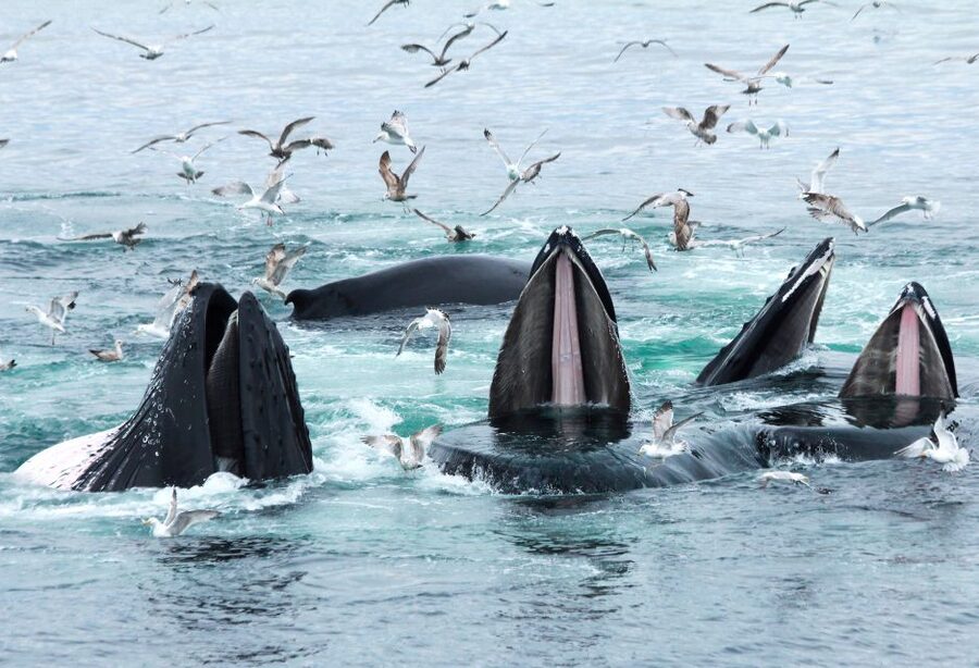 Boston: City Cruises Whale Watching Cruise - Who will enjoy this cruise most?