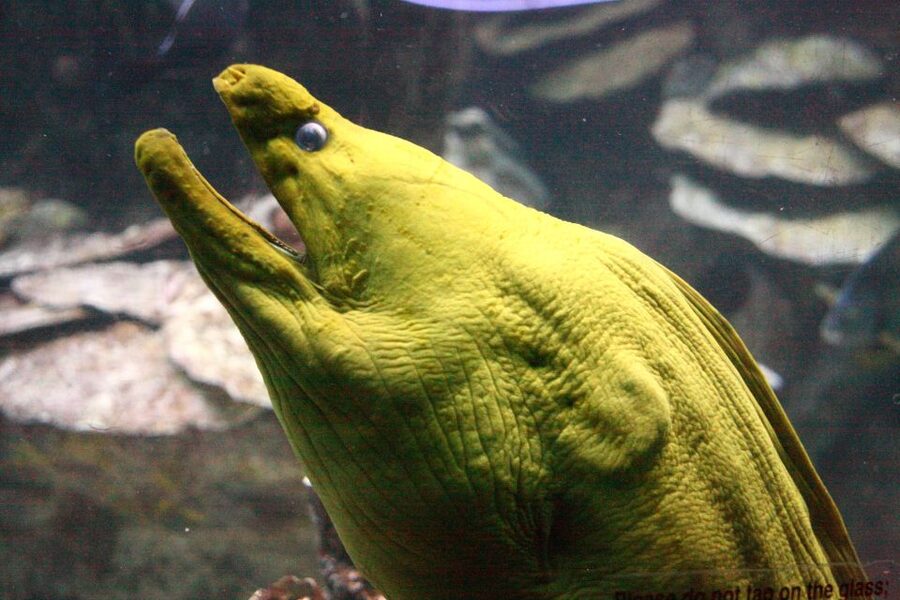 Boston CityPASS®: Save up to 46% at 4 Top Attractions - Franklin Park Zoo: A Flexible Daytime Choice