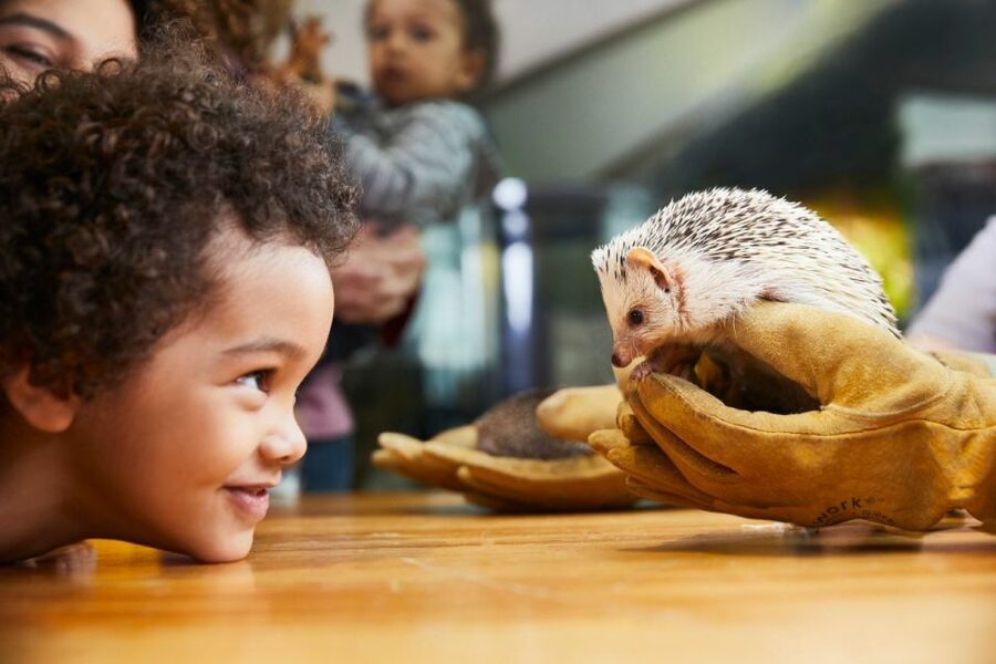 Boston CityPASS®: Save up to 46% at 4 Top Attractions - Harvard Museum of Natural History and the Peabody Museum