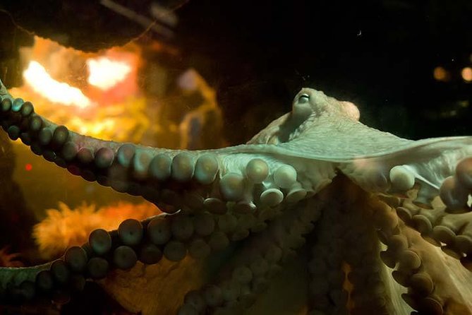 Boston CityPASS® - New England Aquarium: four hours with the central ocean tank