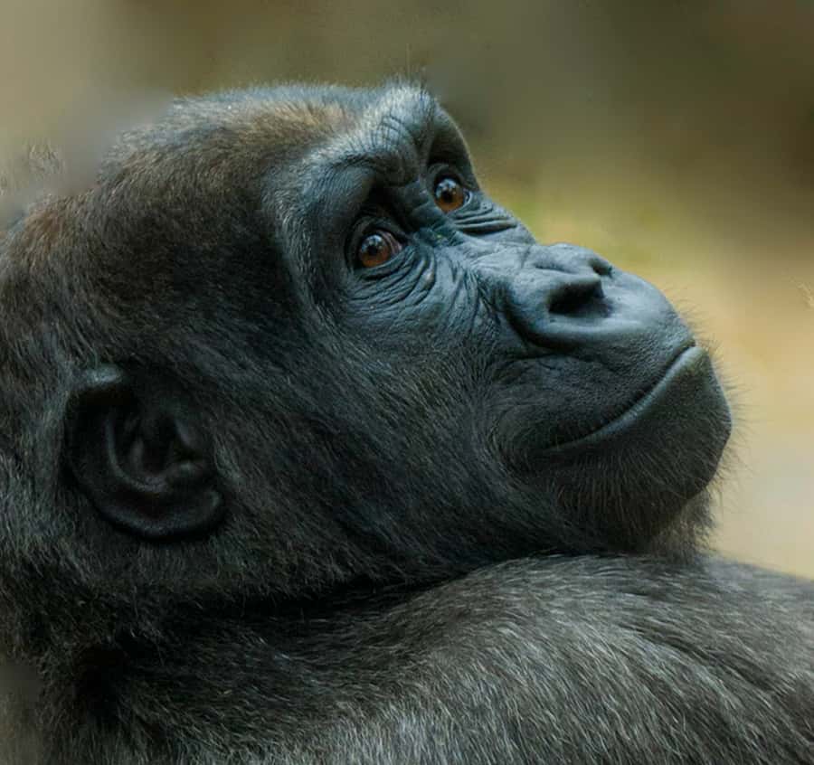 Boston: Franklin Park Zoo Entry Ticket - Start with Tropical Forest for year-round animals