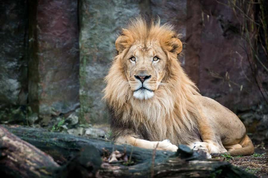 Boston: Franklin Park Zoo Entry Ticket - Watch the African lion in Kalahari Kingdom