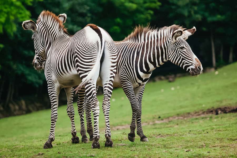 Boston: Franklin Park Zoo Entry Ticket - Give Giraffe Savannah enough time
