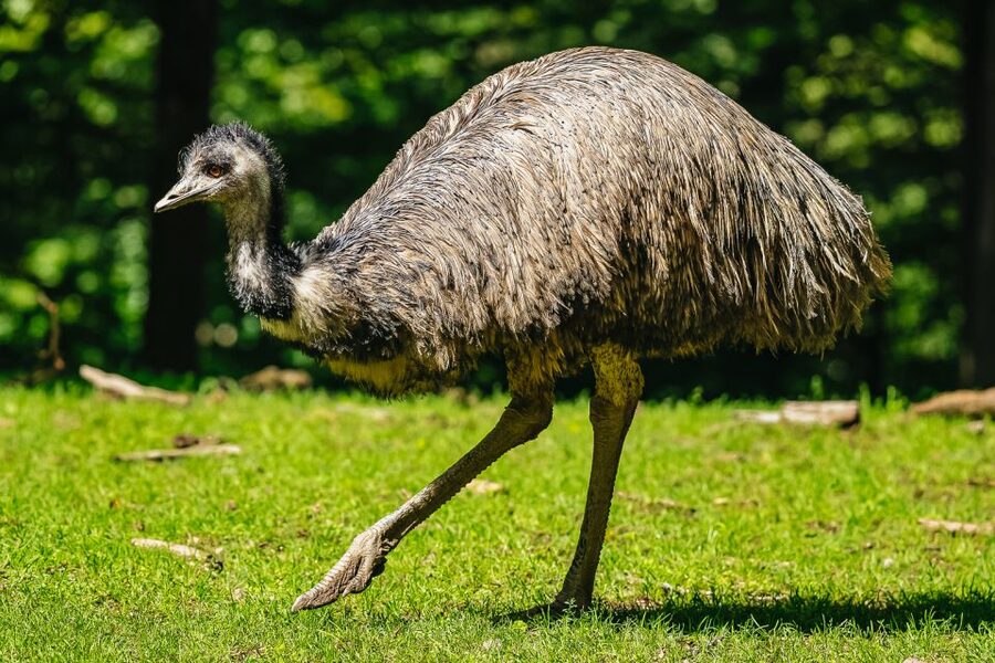 Boston: Franklin Park Zoo Entry Ticket - Find kangaroos and birds along Outback Trail