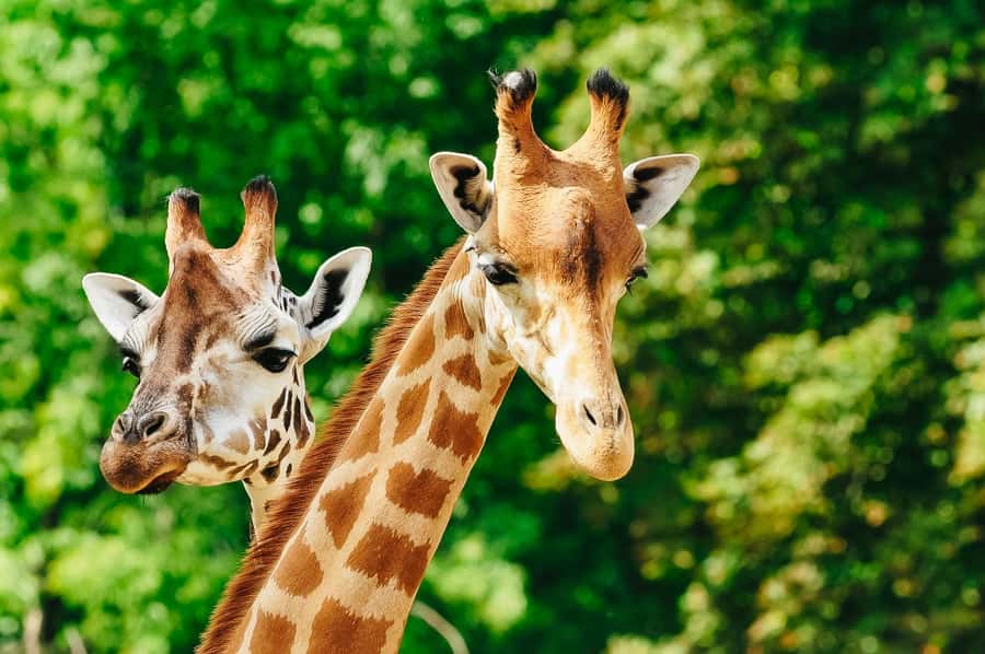 Boston: Franklin Park Zoo Entry Ticket - Plan around weather, hours, and seasonal closures