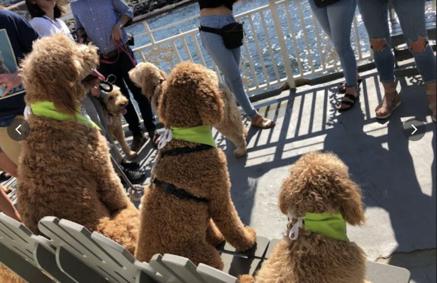 Boston: Scenic Harbor Cruise (Dog-Friendly) - The first views: Federal Courthouse, Seaport District, and working piers