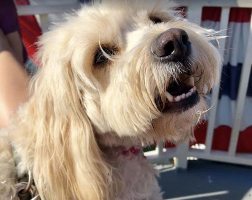 Boston: Scenic Harbor Cruise (Dog-Friendly) - The USS Constitution at Charleston Navy Yard