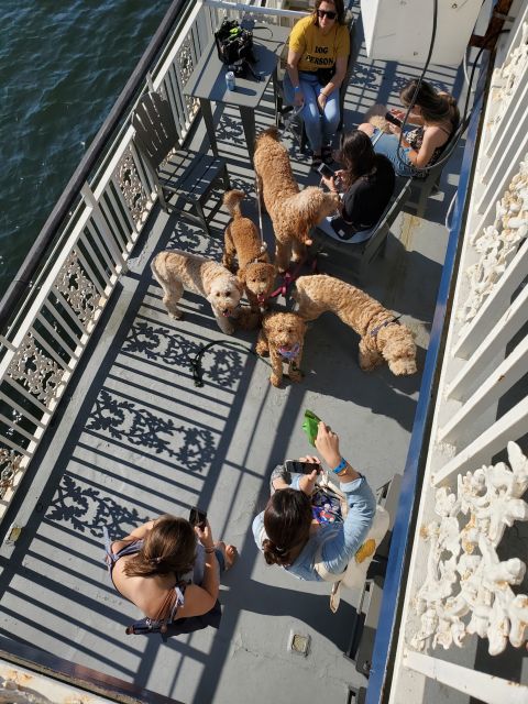 Boston: Scenic Harbor Cruise (Dog-Friendly) - Bringing your dog onboard