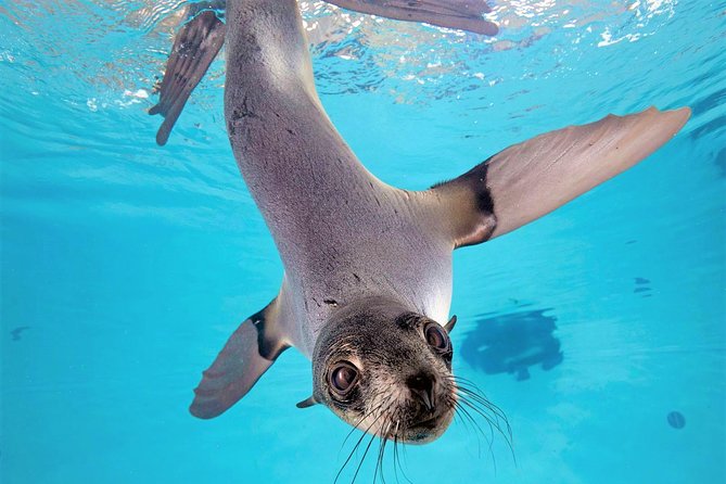 New England Aquarium Admission Ticket in Boston - Penguins, turtles, and marine mammals carry the family visit
