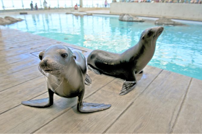 New England Aquarium Admission Ticket in Boston - Sharks are present, but this is not a shark-only attraction