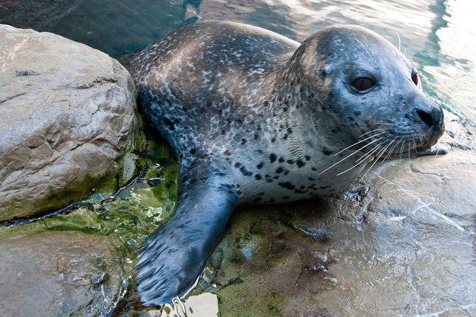 New England Aquarium Admission Ticket in Boston - Live presentations make the animals easier to understand