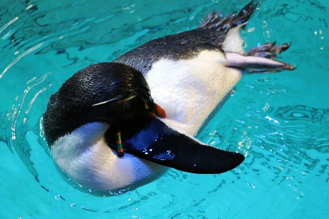 New England Aquarium Admission Ticket in Boston - Is admission good value?
