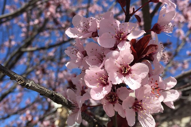 Washington D.C. Cherry Blossom,Baltimore 3-Day Tour from Boston - Why this tour works for a spring trip from Boston
