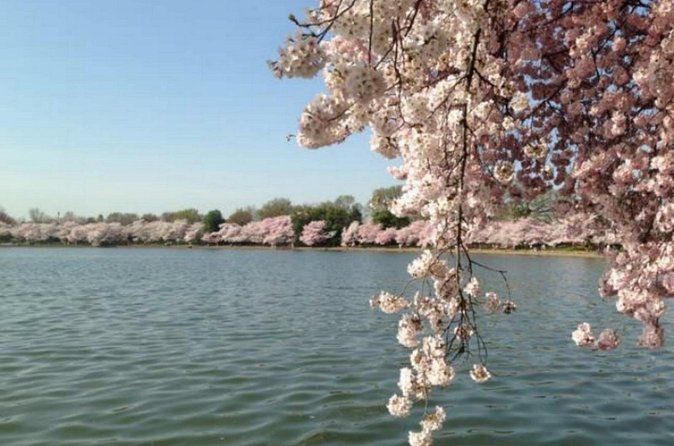 Washington D.C. Cherry Blossom,Baltimore 3-Day Tour from Boston - Two hours at Washington’s Wharf