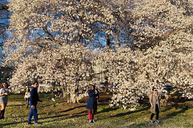 Washington D.C. Cherry Blossom,Baltimore 3-Day Tour from Boston - East Potomac Park and the Hains Point route