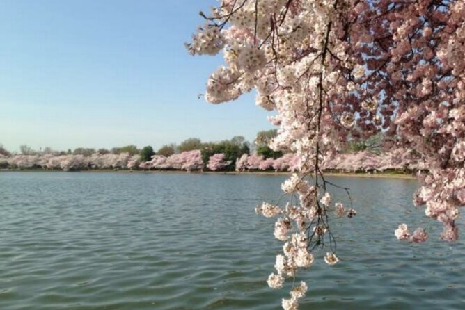Washington D.C. Cherry Blossom,Baltimore 3-Day Tour from Boston - Day three: Baltimore’s Inner Harbor