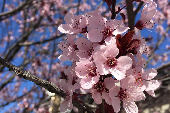 Washington D.C. Cherry Blossom,Baltimore 3-Day Tour from Boston - Pace, comfort, and practical preparation